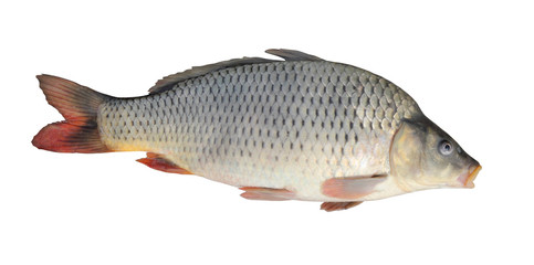 carp isolated