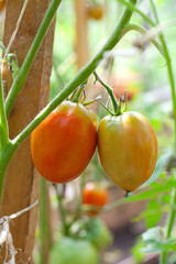 growing tomatoes in greenhouse