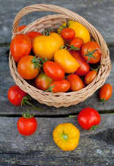 yellow and red tomatoes in a basket on garden table