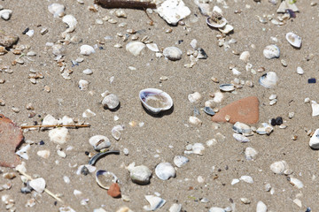 Shells
