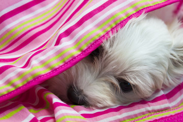 Bichon maltais dans son couffin - 2 mois