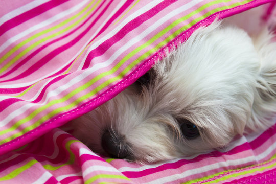 Bichon maltais dans son couffin - 2 mois