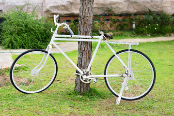 Fototapeta na wymiar A old white bicycle lean a tree