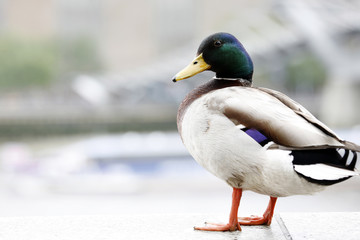 Close-up male Mallard Duck