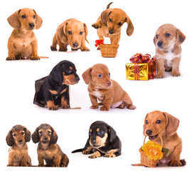Dachshund puppies in different poses