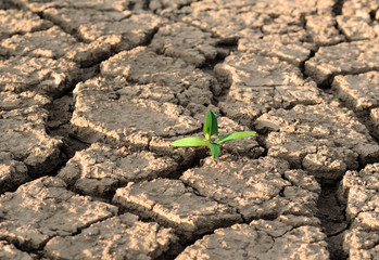 Plant in dried cracked mud