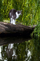 domestic scared cat and his reflection in water