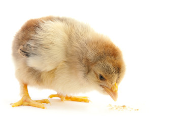 Newborn chicken isolated