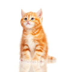 Red kitten