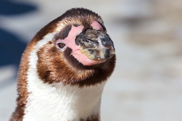 Closeup of a cute young Humboldt Penguin looking into the camera