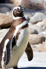 Humboldt Penguin looking into the camera on a sunny day