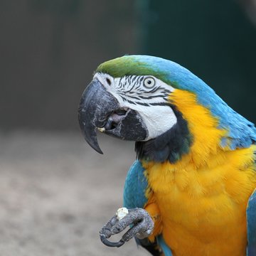 T&ecirc;te perroquet