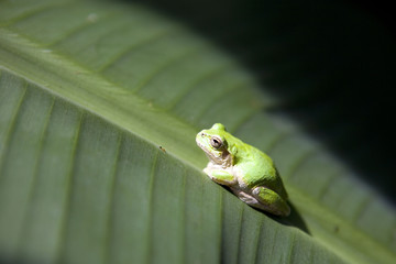葉に止まったカエル