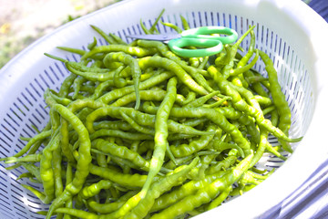 ひもとうがらし