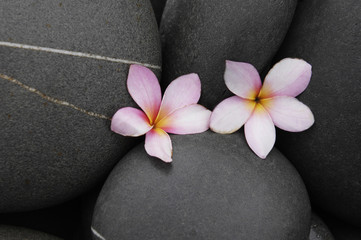 Fototapeta na wymiar pebbles texture and two frangipani