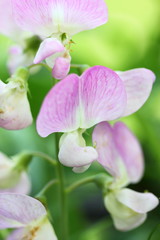 Obraz premium everlasting sweet pea