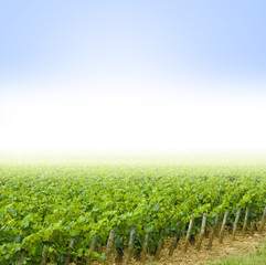 Weinberge im Nebel