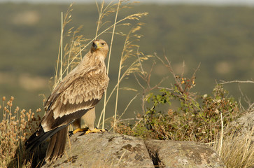 Joven aguila imperial en las rocas