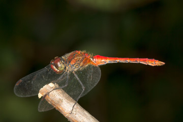 Red-veined darter (Sympetrum fonscolombii) dragonfly