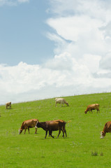 Obraz premium Cows grazing on the green field