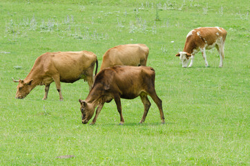 Cows grazing on the green field