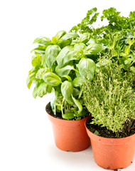fresh herbs in gardening pots
