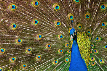 Fototapeta premium Peacock