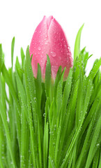 fresh spring tulip flower in green grass