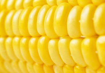 Yellow sweet corn