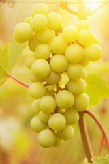 White grapes close-up