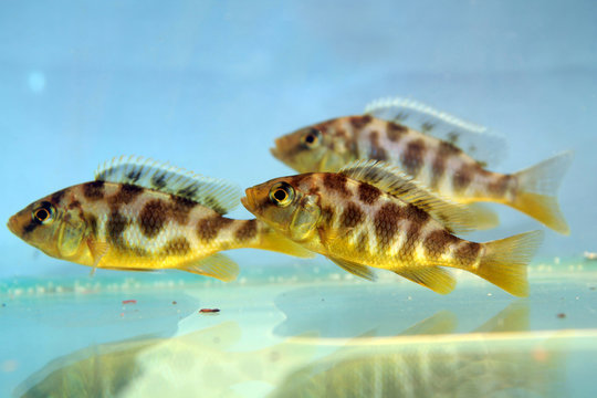 Nimbochromis venustus (Venustus Hap)