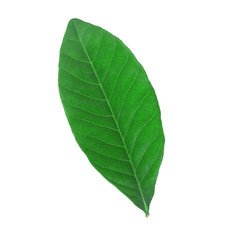 green leaf on white background