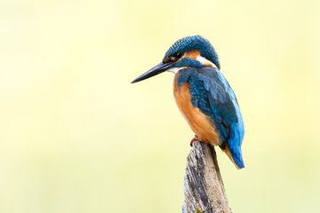 Kingfisher