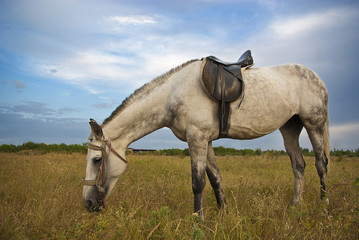Fototapeta na wymiar Gray horse
