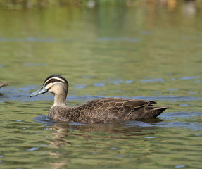 pacific black duck