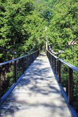 Pont suspendu en for&ecirc;t