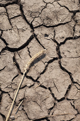 Spike and dry soil.