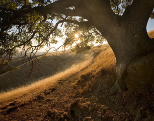Sunny path under oak on idyllic hillside in Central California