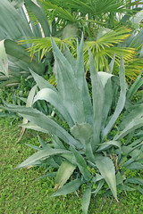 Obraz premium Green agave plants and aloe