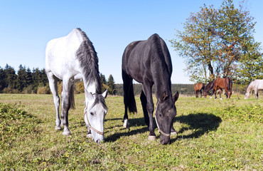 Obraz premium Horses