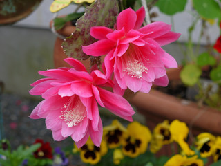 rosa Blüte Epiphyllum Kaktus