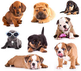 Puppies of different breeds