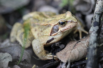 Grasfrosch
