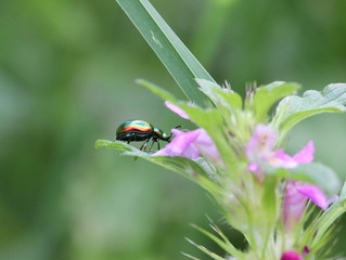 Prächtiger Blattkäfer (Chrysolina fastuosa)