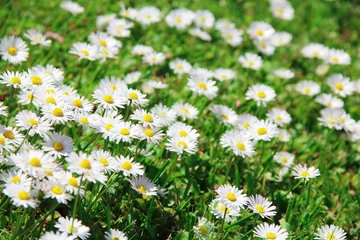 Photo sur Plexiglas Marguerites daisy background