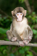 a young macaque sitting on a branch