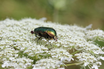 Rosenkäfer auf Wilder Möhre