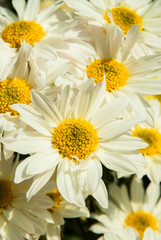 A beauitful white blossom