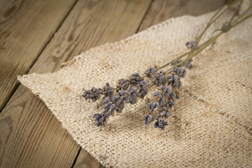lavendel