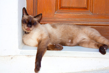 Gato durmiendo la siesta en una puerta de Mojacar, Almeria
